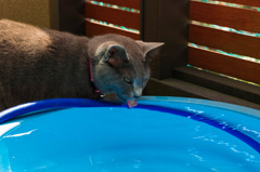 ベランダで水を飲む猫