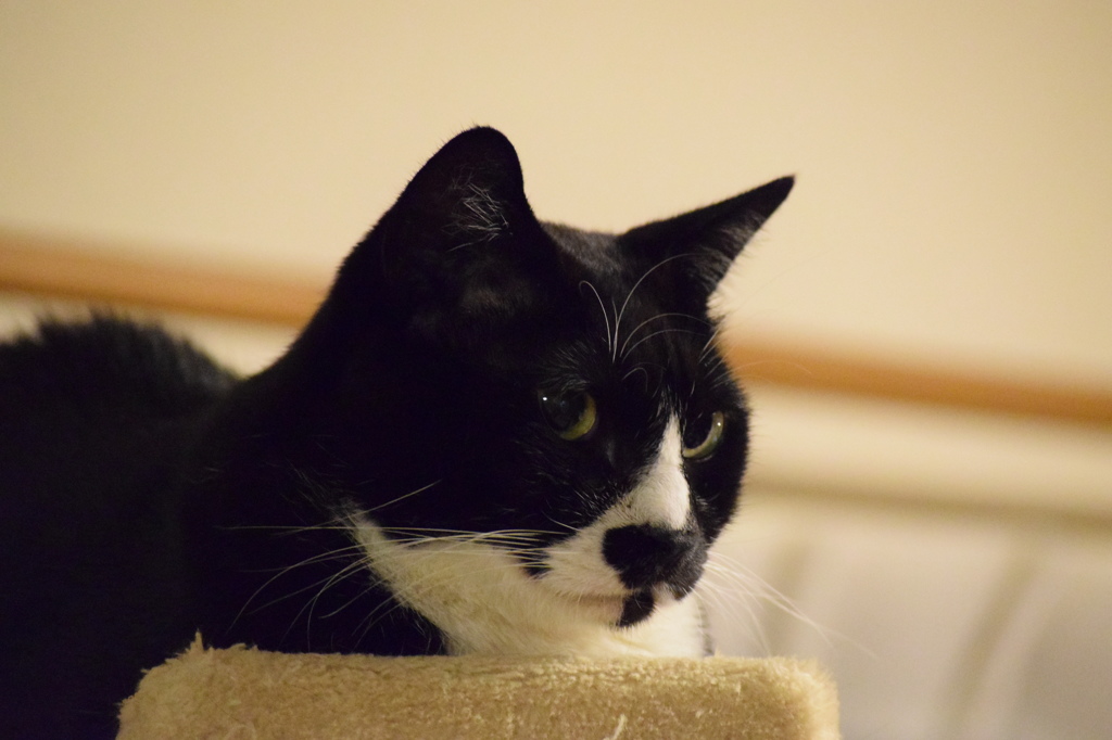 うちの猫⑥