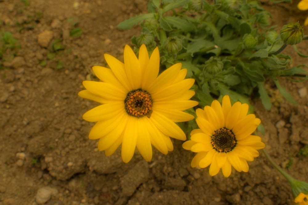 庭の花