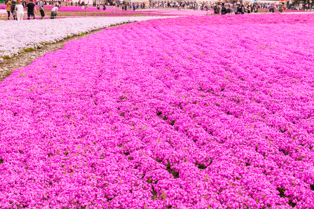 芝桜祭り