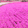 芝桜祭り