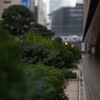 forest in morning