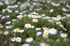 flower on ground