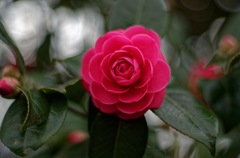 flower in window