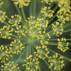 ディルの花