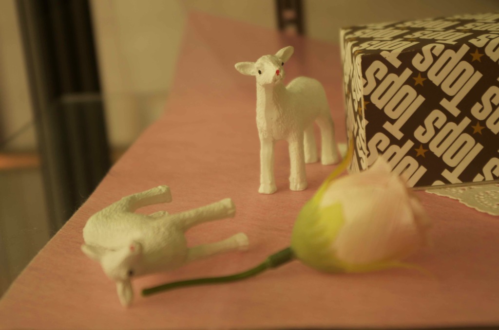 Baby sheep