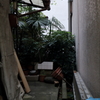 路地裏ジャングル3