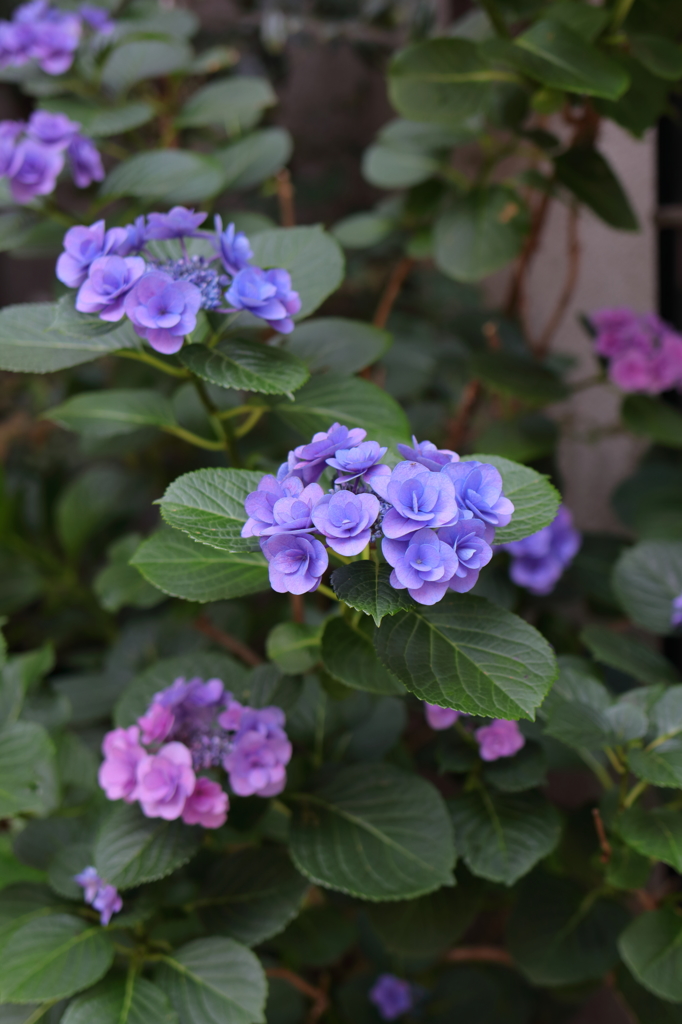みんなの花