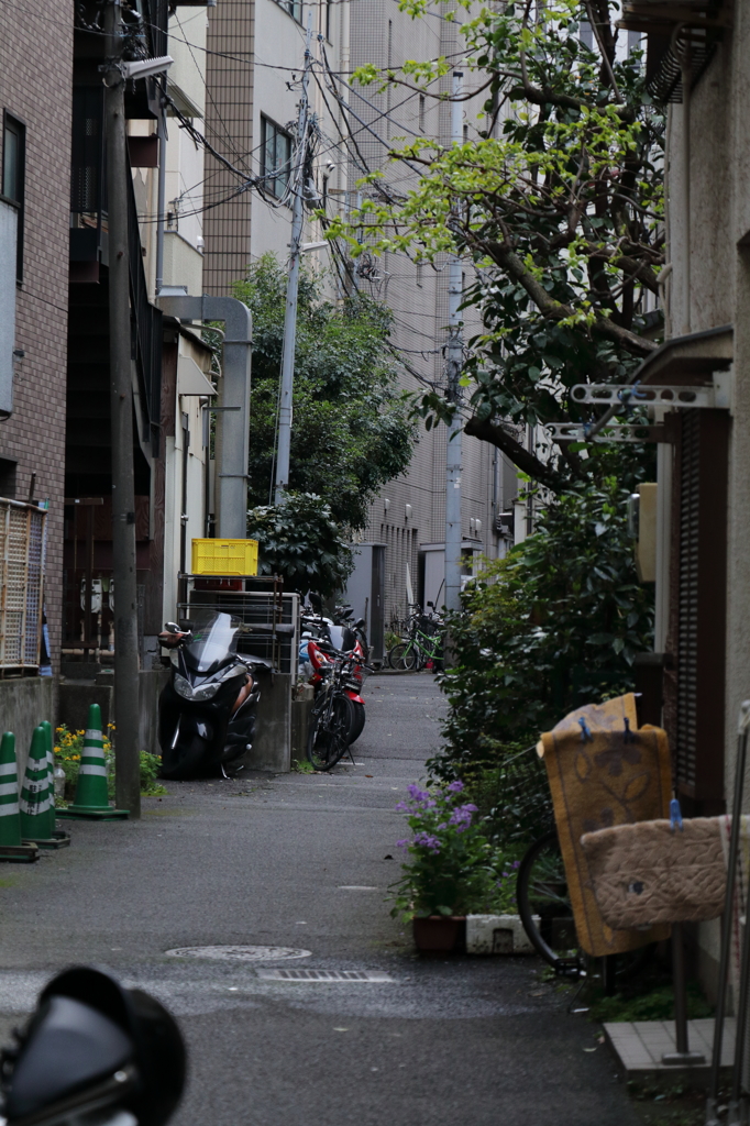 路地裏ジャングル2