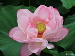 不忍池の蓮