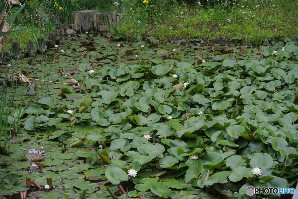 浮間公園のスイレン