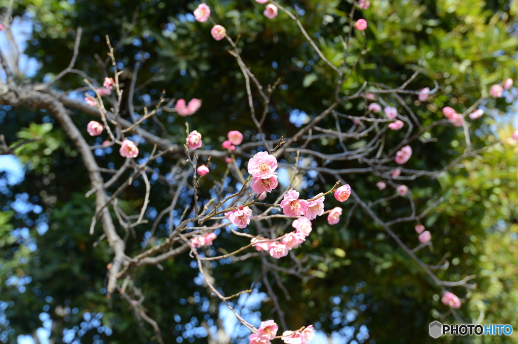 大宮公園の梅