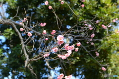 大宮公園の梅