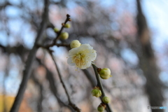 大宮公園の梅