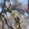 大宮公園の梅