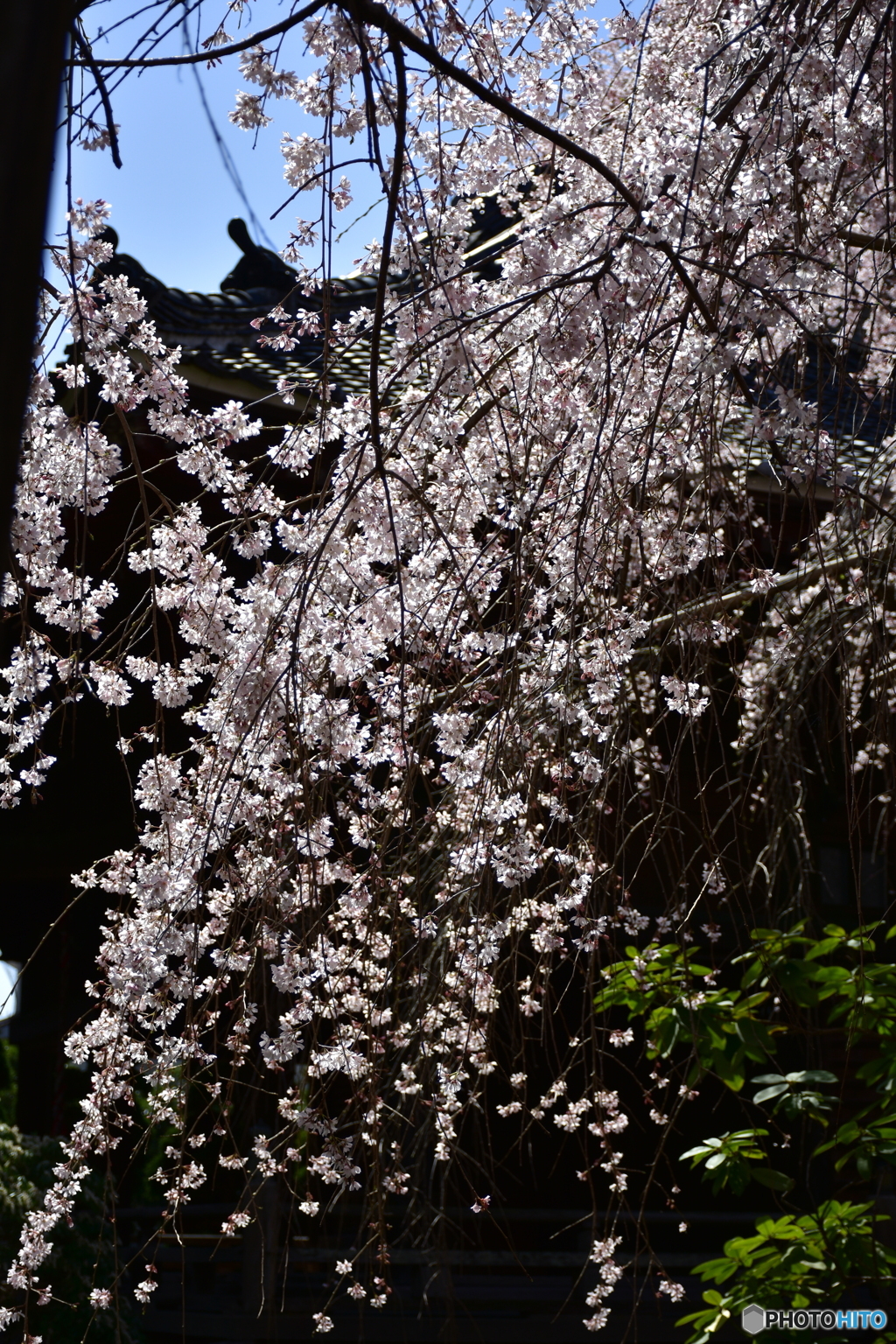 浦和 玉蔵院の桜 07