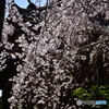 浦和 玉蔵院の桜 07