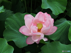 不忍池の蓮