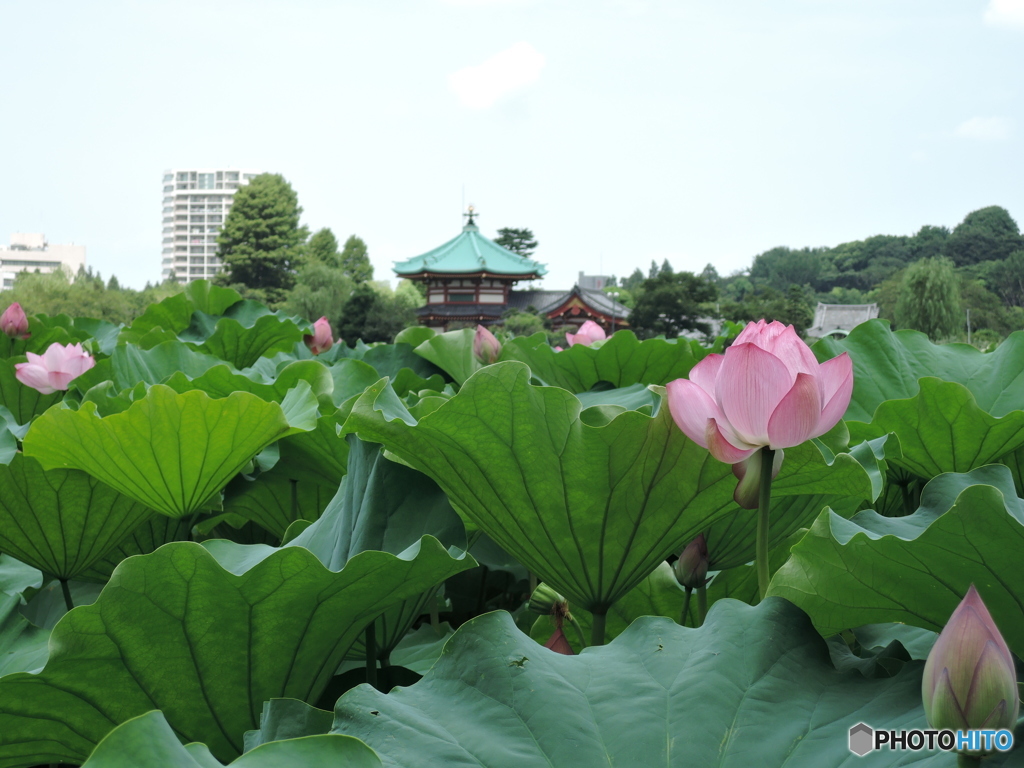 蓮と不忍池弁天堂