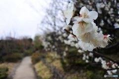 目白庭園の梅