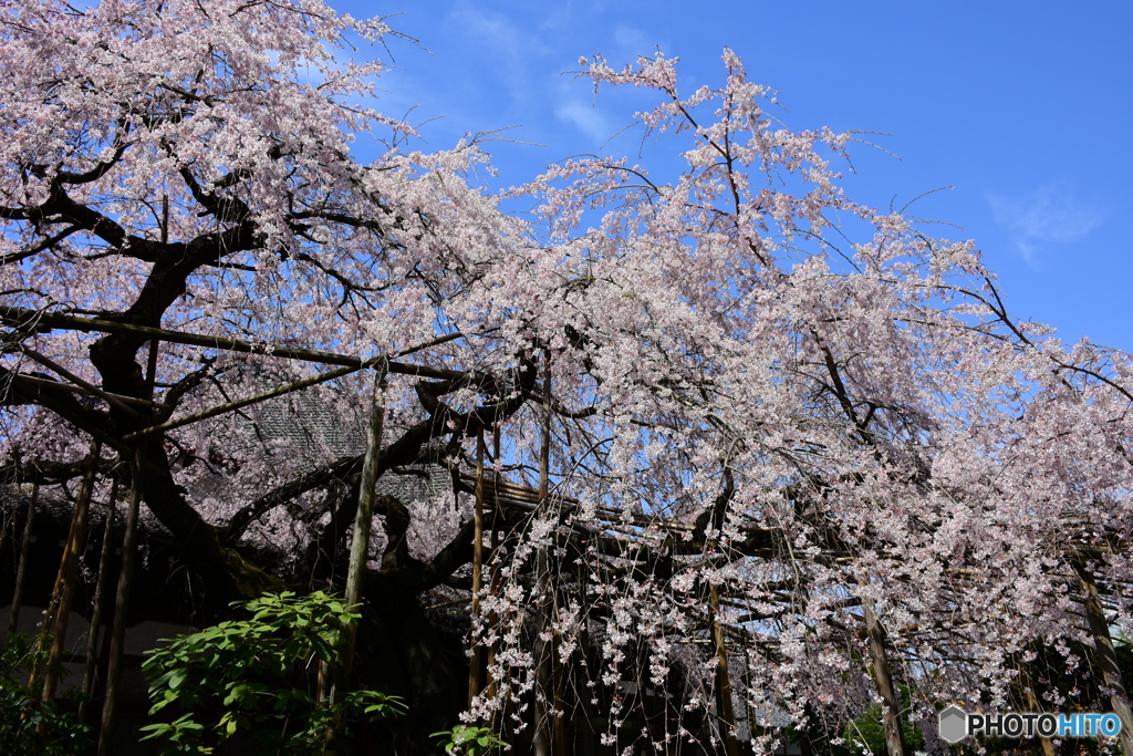 浦和 玉蔵院の桜 02