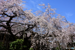 浦和 玉蔵院の桜 02