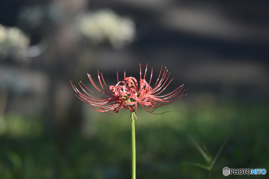 曼殊沙華_7200