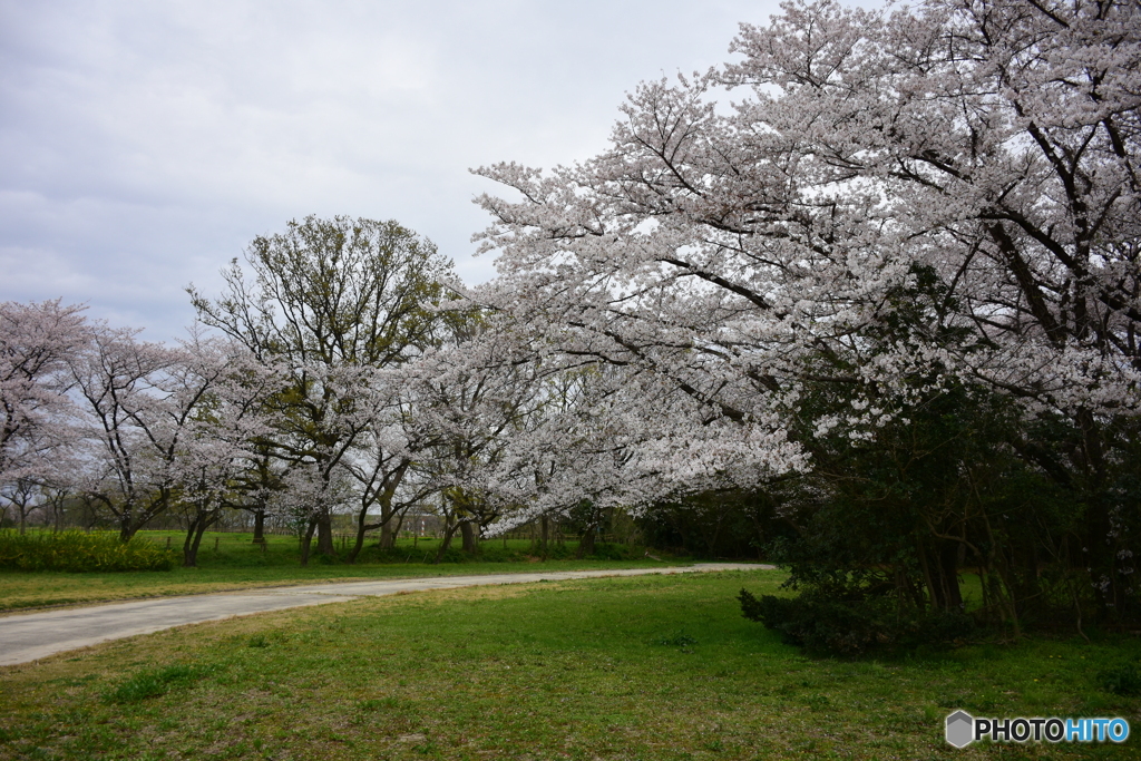 浦和 桜草公園のソメイヨシノ 05