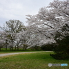 浦和 桜草公園のソメイヨシノ 05