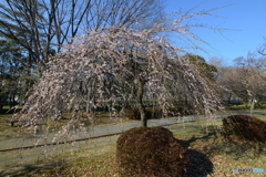 大宮公園の梅