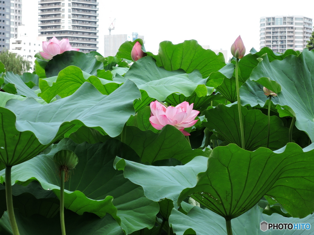 不忍池の蓮