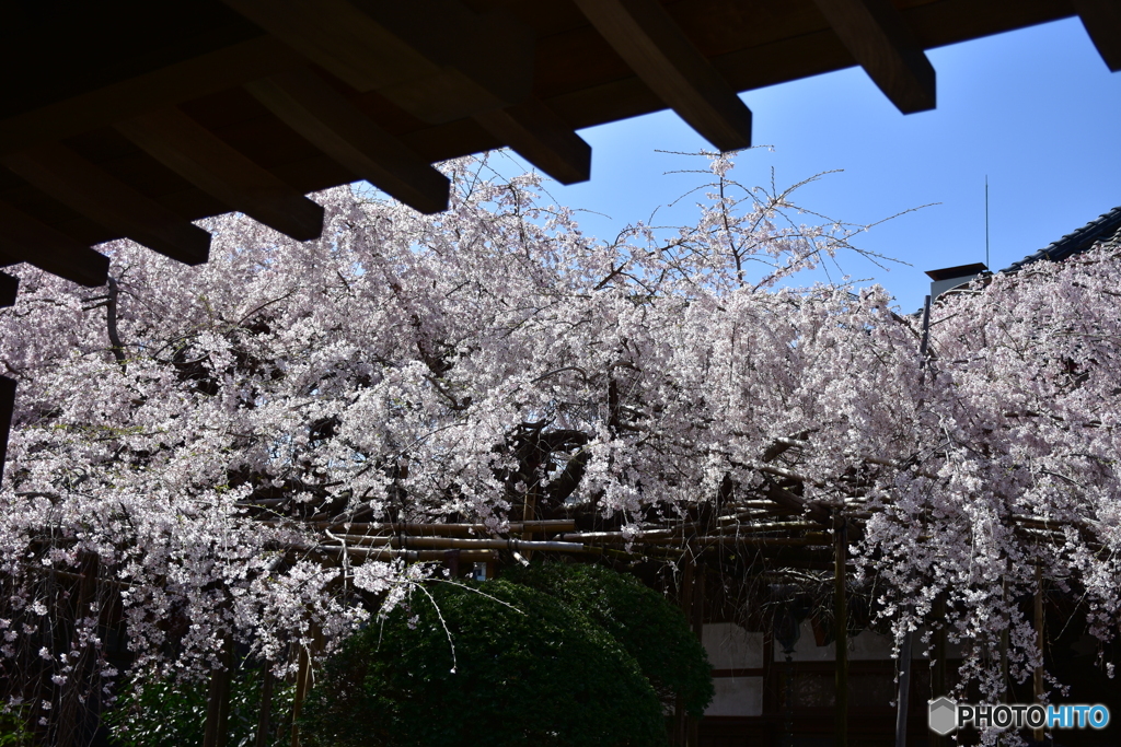 浦和 玉蔵院の桜 10