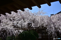 浦和 玉蔵院の桜 10