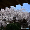 浦和 玉蔵院の桜 10