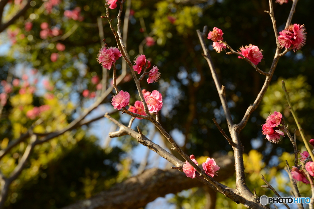 大宮公園の梅