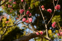 大宮公園の梅