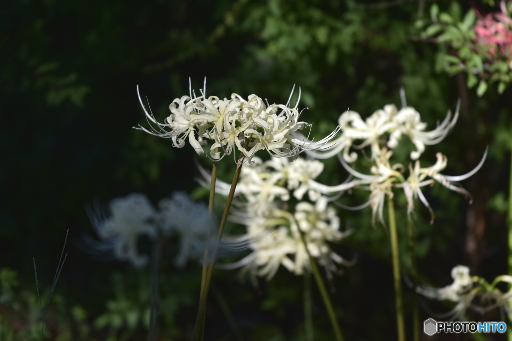 白曼殊沙華_7203