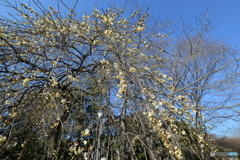 大宮公園の梅