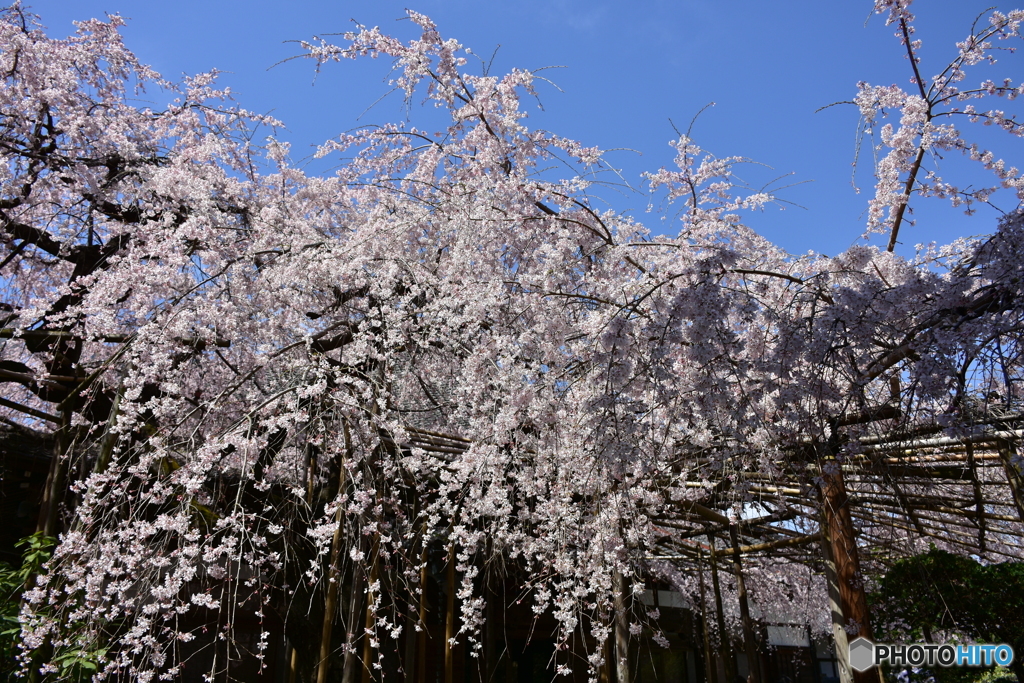 浦和 玉蔵院の桜 03