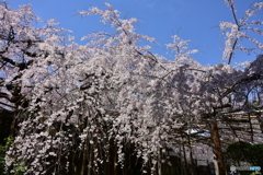 浦和 玉蔵院の桜 03