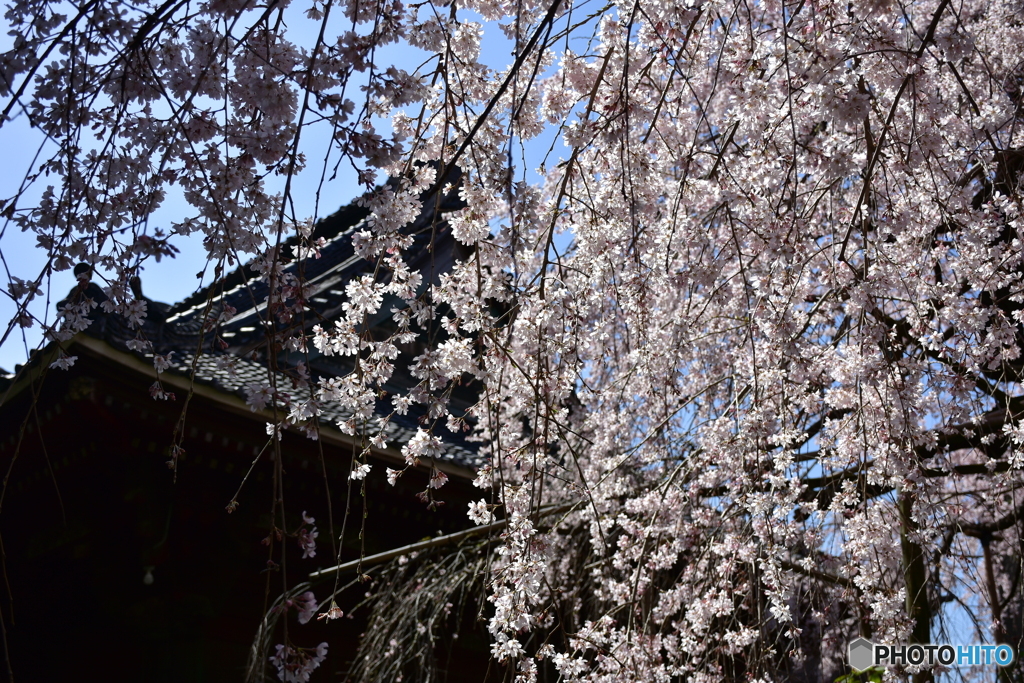 浦和 玉蔵院の桜 05