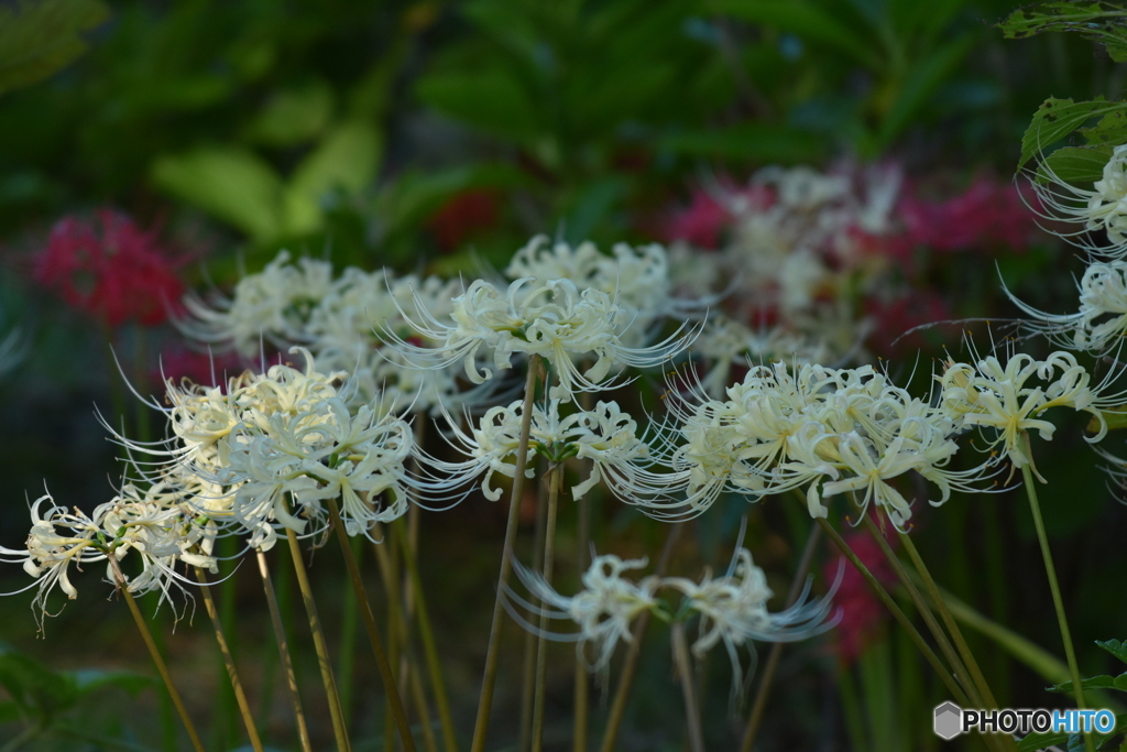 曼珠沙華_7180