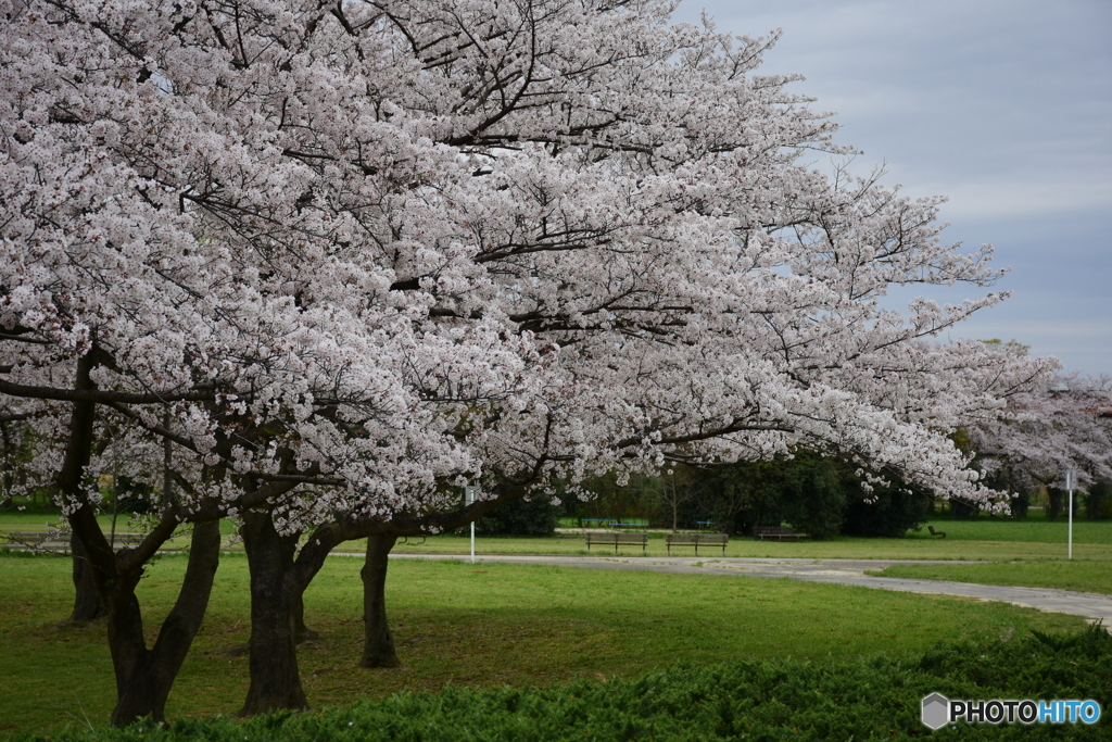 浦和 桜草公園のソメイヨシノ 07