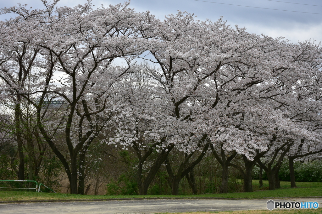 浦和 さくら草公園のソメイヨシノ 04