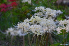 曼殊沙華_7190