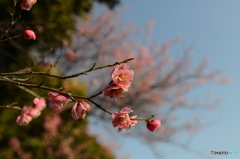 大宮公園の梅