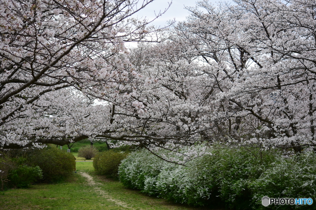 浦和 さくら草公園のソメイヨシノ 08