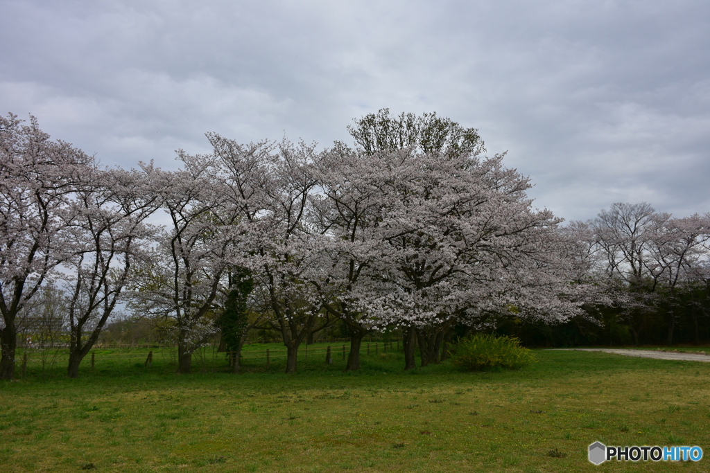 浦和 さくら草公園のソメイヨシノ 02