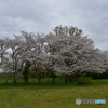 浦和 さくら草公園のソメイヨシノ 02