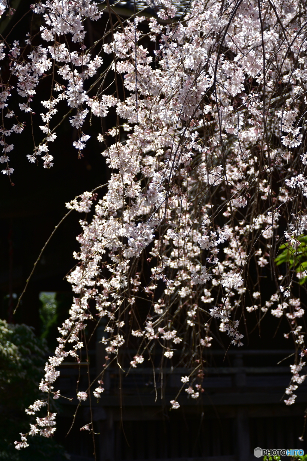 浦和 玉蔵院の桜 06